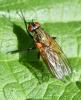 Hydrophoria lancifer